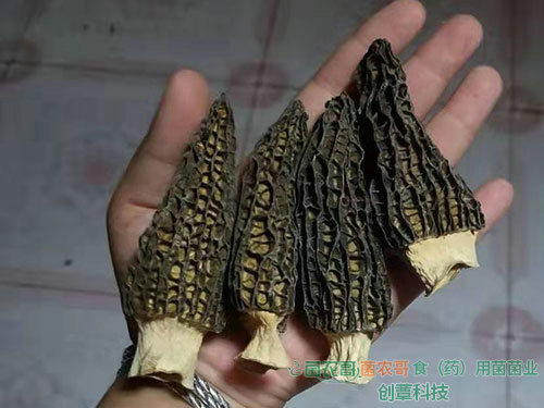 羊肚菌栽培 羊肚菌栽培